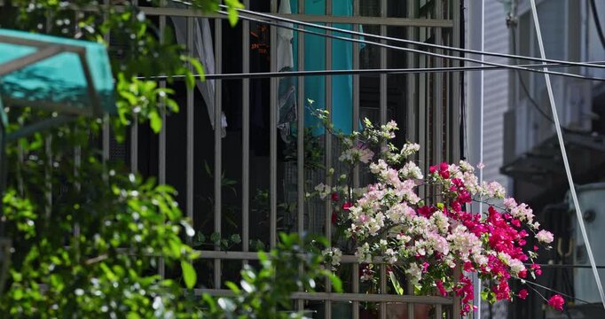 Pink bougainvillea blooming on the balcony of a Yonghe apartment building in Taiwan.