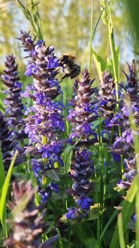 A fuzzy bumblebee busily pollinates vibrant purple bugleweed flowers in a sunlit meadow. Golden hour light illuminating the closeup bee and the lush, spiked blooms of blue Ajuga genevensis 