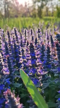 Vibrant purple bugleweed flowers bask in the warm, golden light of a late afternoon sun. This serene meadow scene features spiked Ajuga genevensis blossoms swaying gently among green grass