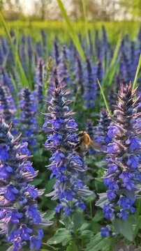 A fuzzy bumblebee busily pollinates vibrant purple bugleweed flowers in a sunlit meadow. Golden hour light illuminating the closeup bee and the lush, spiked blooms of blue Ajuga genevensis 