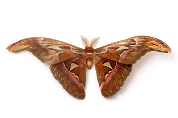 Giant Atlas Moth (Attacus atlas) Isolated on White Background © Mas