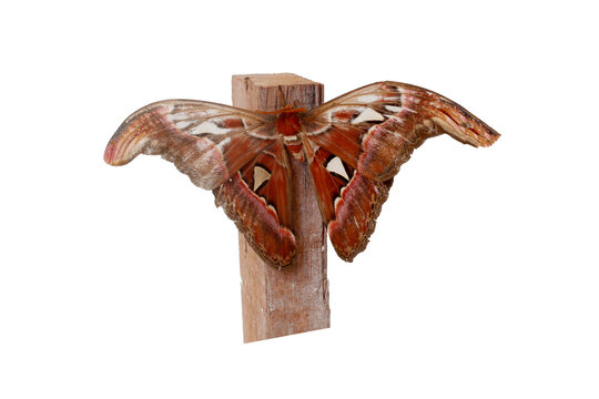 Giant Atlas Moth (Attacus atlas) Isolated on White Background