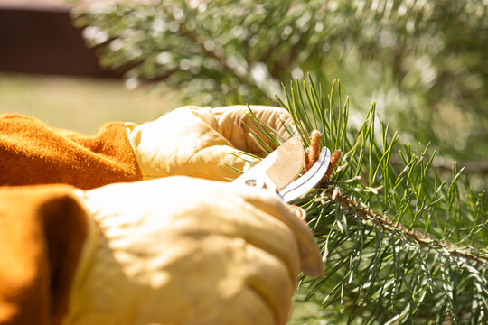 Pruning and shaping pine trees with pruning shears, hands in gloves pruning green pine branches.