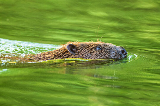 Biber im Wasser 