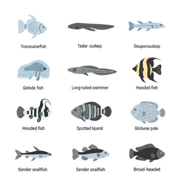 Exotic Liparidae Fish Species Swimming Through Vibrant Coral Reef Ecosystems