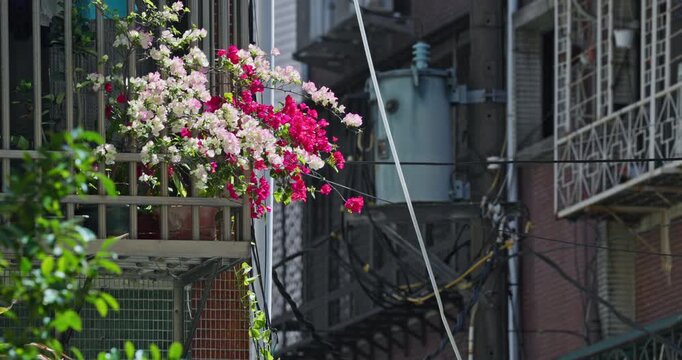 Pink bougainvillea blooming on the balcony of a Yonghe apartment building in Taiwan.