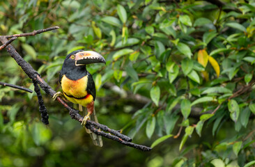 Obraz premium Collared Aracari Sitting on a Branch in the Forest in Costa Rica