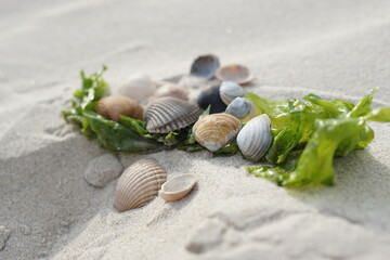 Muscheln am Nordseestrand, Herzmuschel, Plattmuschek, Sandklaffmuschel, hellgrüne Alge- Stillleben am Stran © Birgit Puck