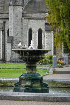 Ireland, Dublin - a seagull at St. Patricks Cathedra