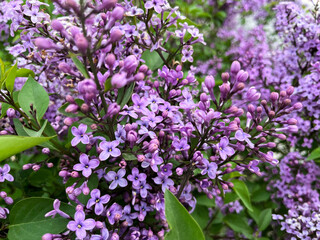 Obraz premium Lilac flowers blooming in spring garden