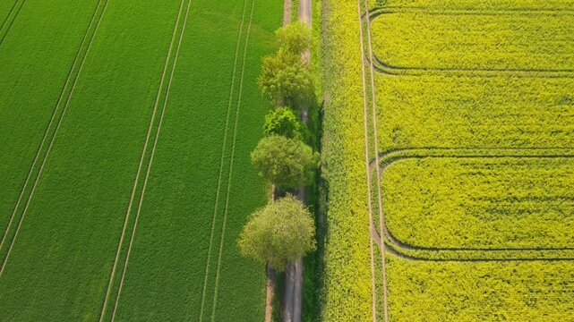 lot dronem nad polem rzepaku