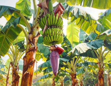 Unripe Green Banana Bunch Realistic Vivid Style Hanging From A Tropical Tree In A Sunlit Agricultural Plantation Grove With Purple Blossom