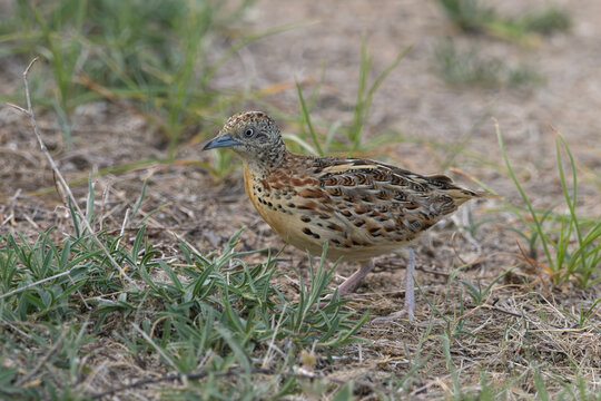 Small Buttonquail (Turnix sylvaticus) photographed on open farmland habitat near Nalsarovar, Gujarat, India.