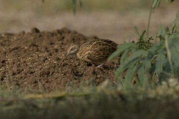 Obraz premium Small Buttonquail (Turnix sylvaticus) photographed on open farmland habitat near Nalsarovar, Gujarat, India.