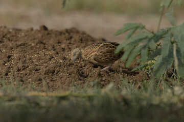 Obraz premium Small Buttonquail (Turnix sylvaticus) photographed on open farmland habitat near Nalsarovar, Gujarat, India.
