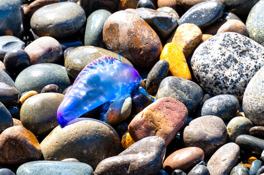 Fuerteventura, Spain &ndash; Portuguese man o war between stones on beach with blue purple body