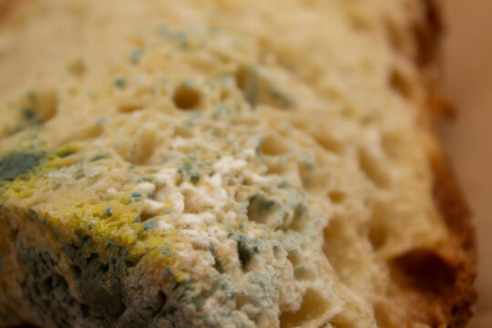 Spoiled bread developing mold and fungus growth with green and white texture
