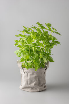 Basil herb plant bush in canvas pot isolated on neutral grey background with copy space. Kitchen spicy herbs collection.