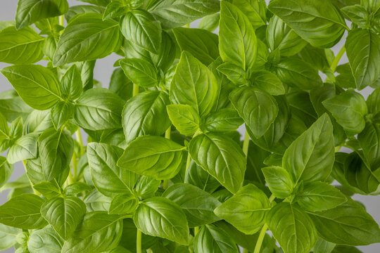 Basil herb leaves closeup on neutral background. Aromatic green basilicum foliage as kitchen spice or ingredient of herbal natural cosmetics or homeopathy medicines .