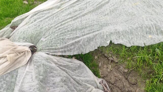 Garden plants covered with white non-woven agrotextile for frost protection