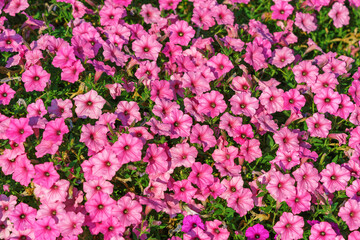 Obraz premium Rich pink petunias bloom vibrantly among other flowers in summer garden. Flowers for outdoor and home decor, gardening, plant breeding