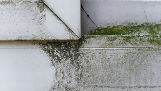 Grungy White Building Surface with Green Moss and Algae Growth