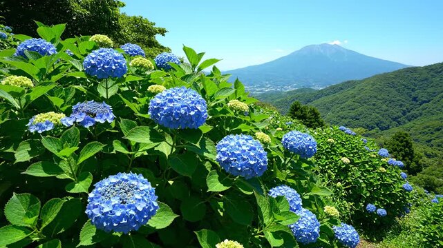 Lush blue hydrangeas bloom on a hillside, overlooking a distant mountain and forested valleys under a clear, bright blue sky, sunlight bathing the scene