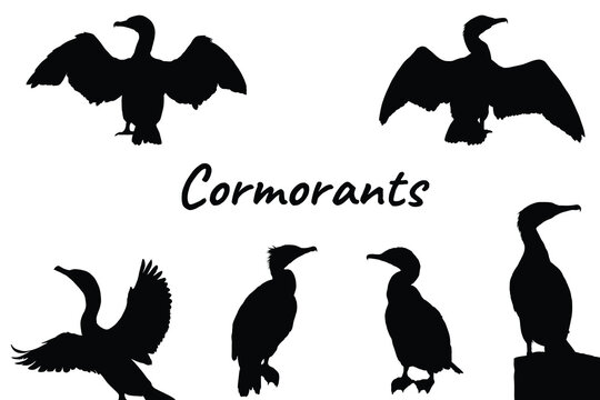 Vector illustration set of black silhouettes of cormorant birds in various poses on a white background.