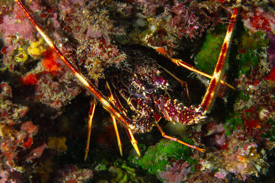 Vivid portrait of a European Spiny Lobster (Palinurus elephas) in its reef lair, Spain