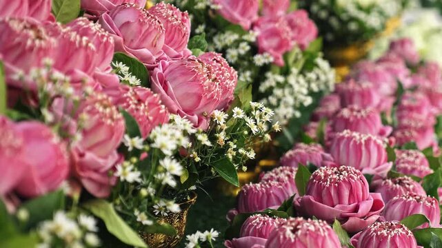 Pink lotus flowers, Nelumbo nucifera, folded in traditional Thai style, displayed in temple ceremony, religious offering and floral cultural background, slow motion