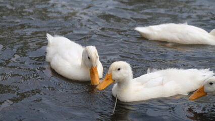 Fototapeta premium ducks on the water