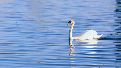 elegant swan on the water © xinyu