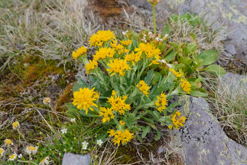 Obraz premium Jacobaea disjuncta at high altitude. It is an Alpine species of the tribe Senecioneae and the family Asteraceae.