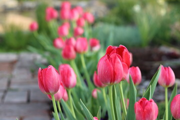Obraz premium Beautiful Pink 