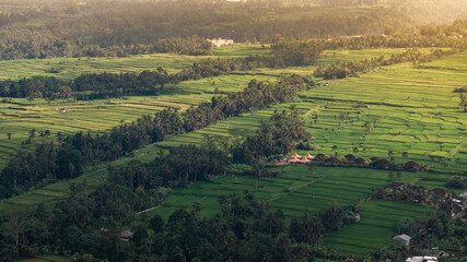Fototapeta premium aerial view of ubud,Bali island