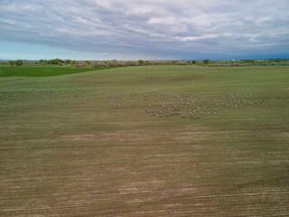 Fototapeta premium Aerial view of migrating cranes in formation over farm fields. Trans-Ili Alatau mountains background, Almaty, Kazakhstan.