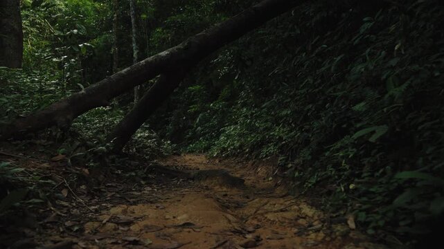 Cinematic POV Hiking Through Dense Jungle Under a Fallen Tree Trunk, Walking Along a Tropical Rainforest Trail in Khao Sok, 4k Stock Video