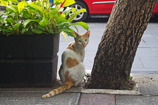 Stray Orange and White Cat Sitting On City Sidewalk Beside Tree Trunk and Tropical Planter