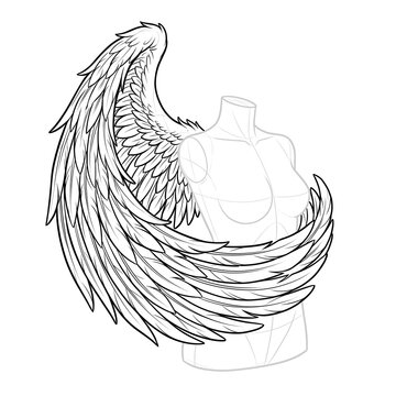 Technical line art of a single wing gently wrapping the torso.