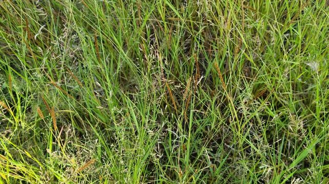 Wild Grass Field with Green and Yellowish Stems in Sunlight