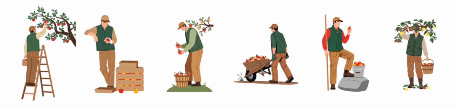 Flat vector illustrations of a male farmer harvesting apples, picking fruit from trees, and carrying baskets in an orchard.