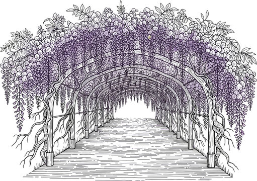 An elegant engraving vector illustration depicting a beautiful wisteria garden pathway scene in a classic style.