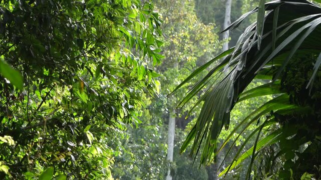 Dense tropical rainforest vegetation with sunlight filtering through jungle canopy