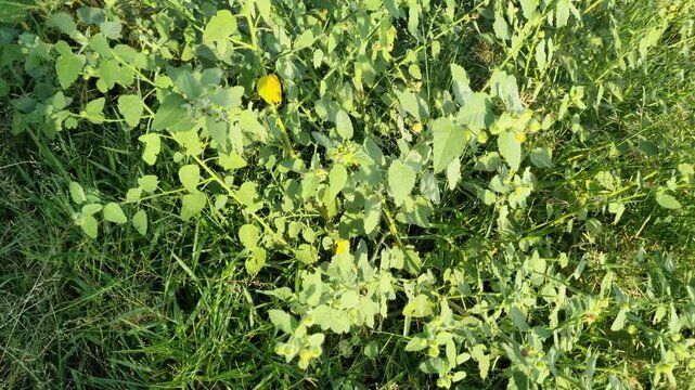 Indian Mallow (Abutilon Indicum) Wild Plant with Yellow Flowers in a Sunny Meadow