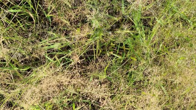 Wild Grass Field with Green and Yellowish Stems in Sunlight