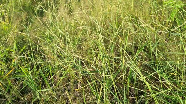 Wild Grass Field with Green and Yellowish Stems in Sunlight