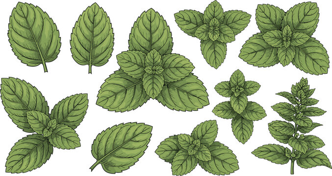 Fresh Green Mint Leaves Icon Set Featuring Different Leaf Shapes and Natural Patterns
