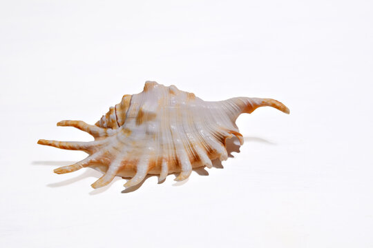 Lambis scorpius seashell isolated on a white background. Exotic marine gastropod mollusk with long spines. Natural oceanic specimen for coastal decor and educational collection display.