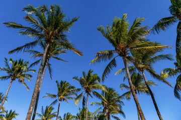 Fototapeta premium Tropical summer vacation. Exotic nature. Palm tree. Summer vacation in Miami south beach, Florida. Palm tree of tropical island. Tropical beach in Miami. Tropical outdoor scene with palm tree