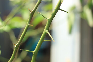 Close-up of green plant stem with sharp thorns © Dedy